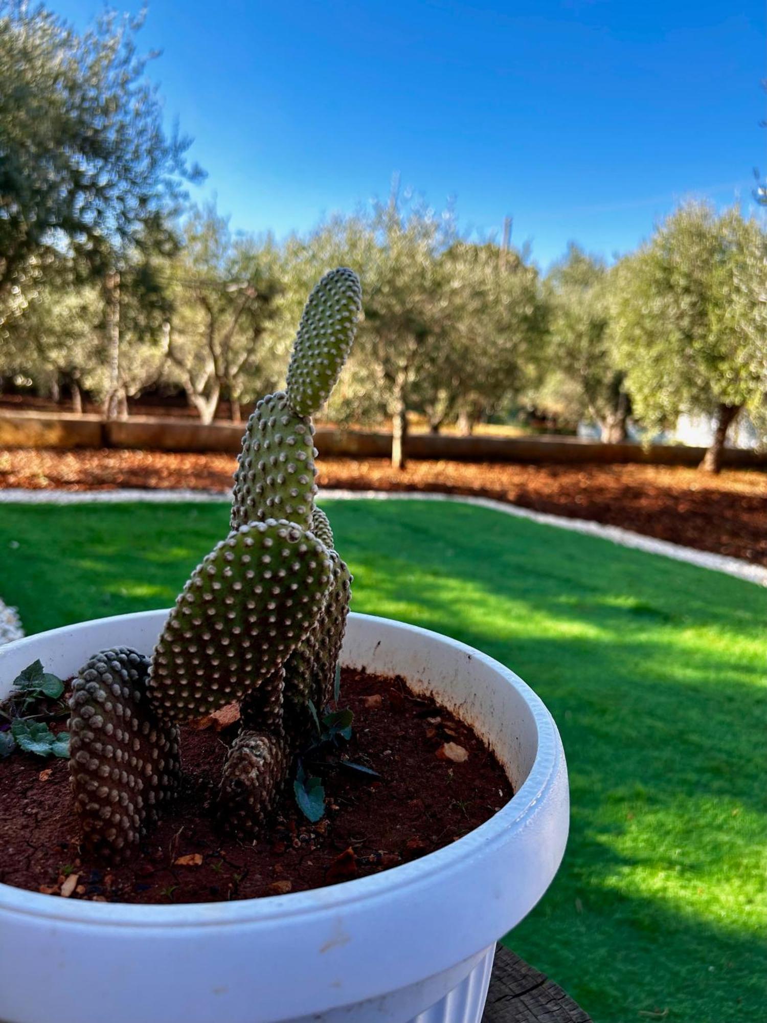 Villa Amorina Ostuni Exteriér fotografie